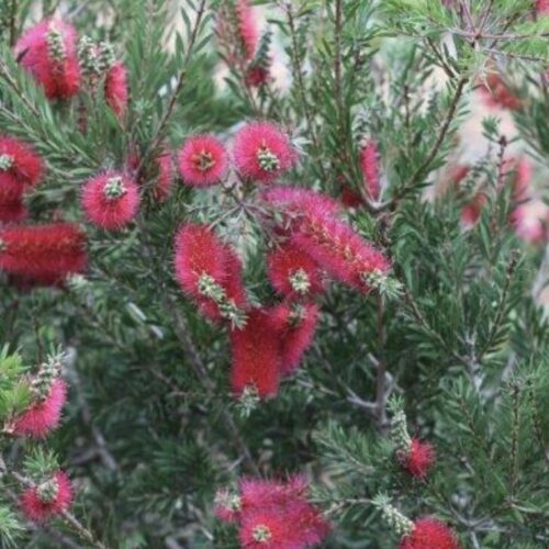 Buy callistemon cherry time perth